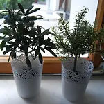 Apartment Plattner